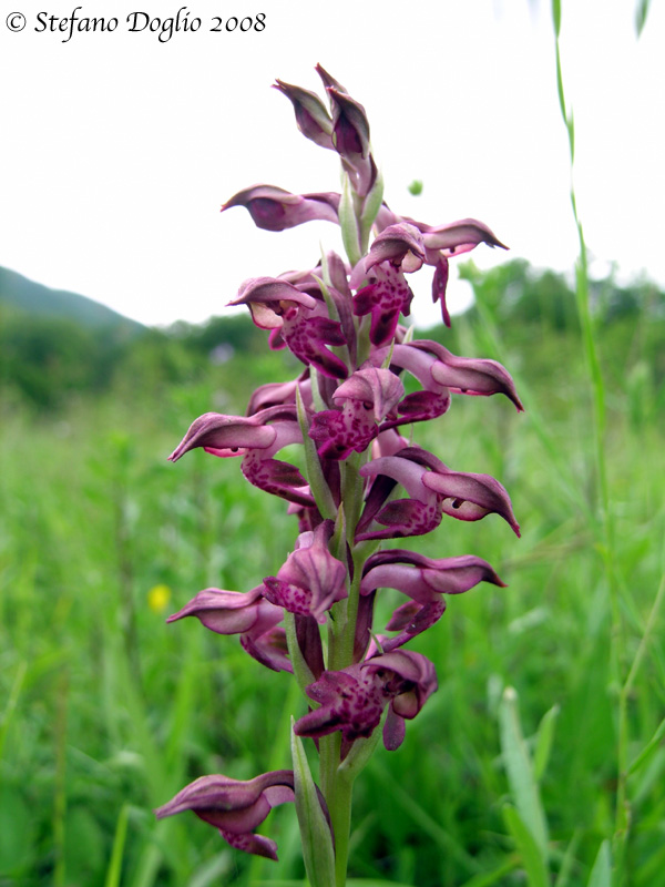 Orchis spitzelii e altro dai Simbruini